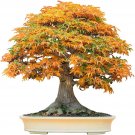 20 Trident Maple Bonsai Tree Seeds to Grow Acer buergerianum