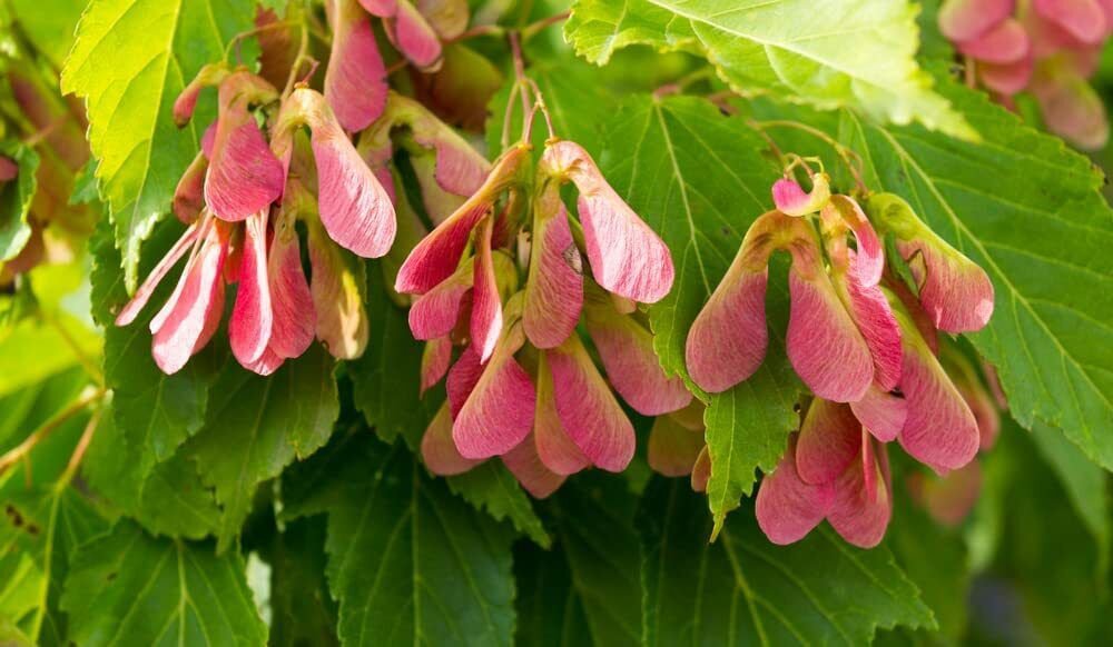 30 Amur Maple Tree Seeds for Planting Acer tataricum ginnala