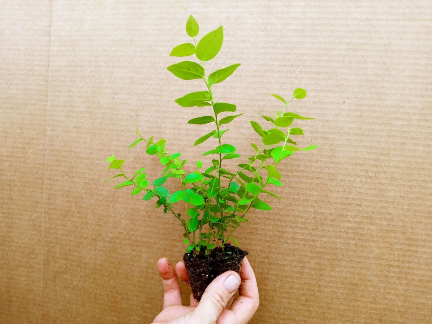 Blueberry Starter Plant ~Top Hat... Price includes 2 plants free shipping