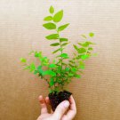 Blueberry Starter Plant ~Top Hat... Price includes 2 plants free shipping