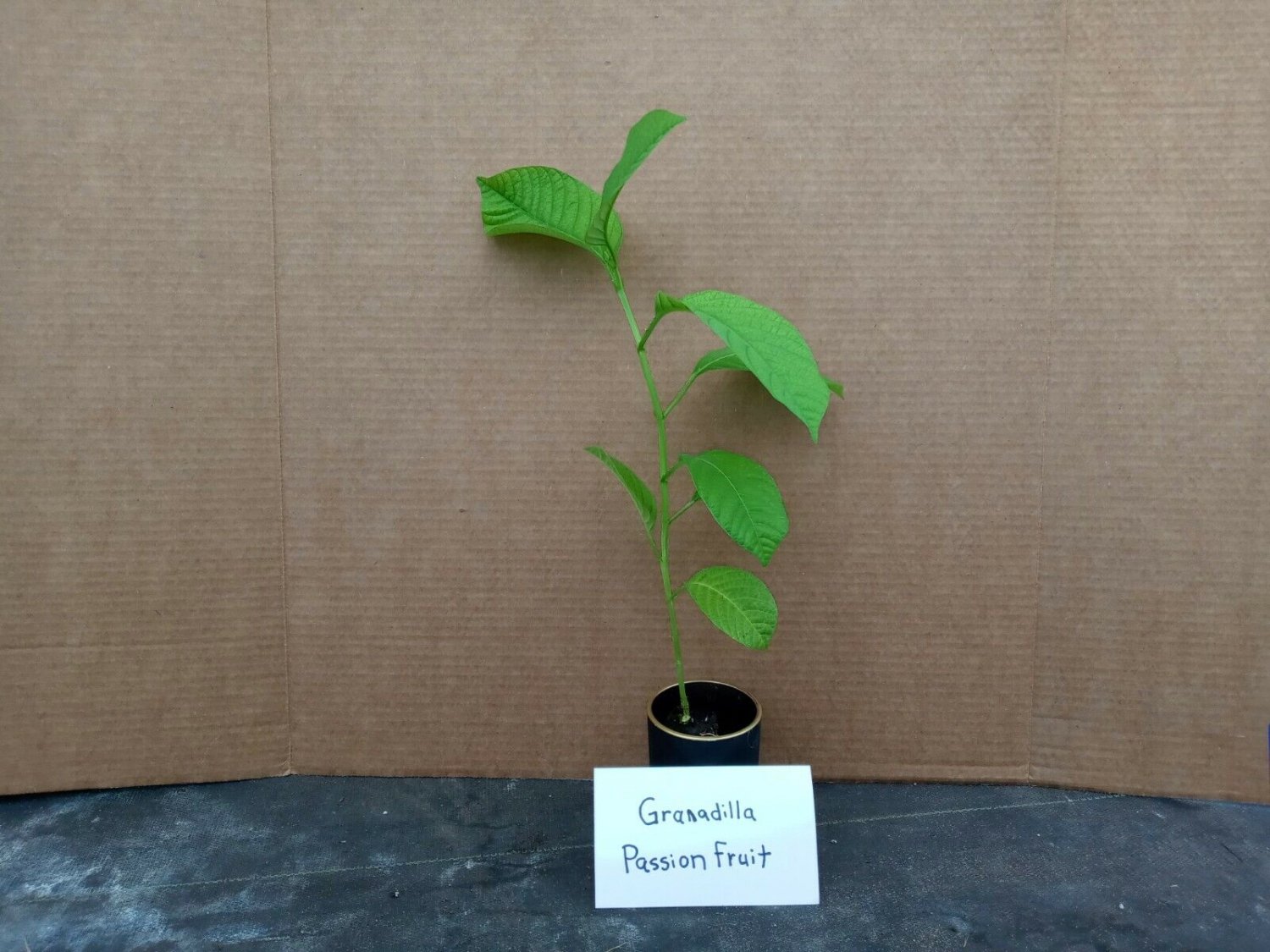 Yellow passion fruit - passiflora live starter plant includes free shipping