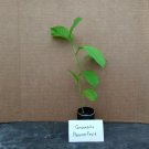 Yellow passion fruit - passiflora live starter plant includes free shipping