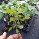 1 "Navaho" Thornless Blackberry Plant. Pesicide free non GMO FREE SHIPPING