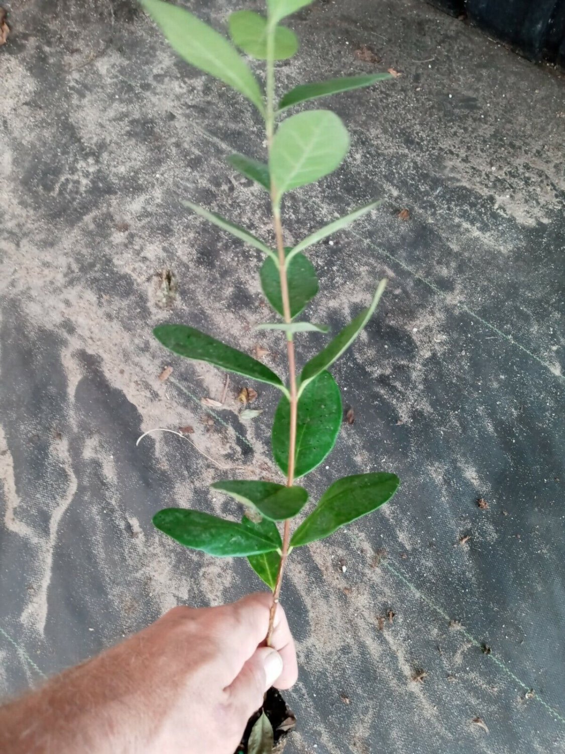 PineApple Guava tropical fruit starter plant 6 to 8 inch