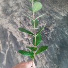 PineApple Guava tropical fruit starter plant 6 to 8 inch