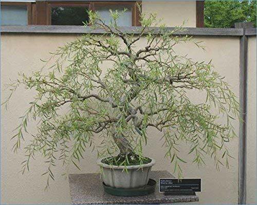 Bonsai Dragon Willow Tree - Thick Trunk Cutting - Exotic Bonsai Material