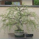 Bonsai Dragon Willow Tree - Thick Trunk Cutting - Exotic Bonsai Material