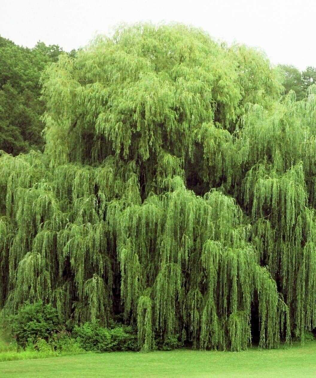 Outdoor STEM Project Grow a Weeping Willow Tree Amazing Natural Plant