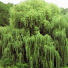 Outdoor STEM Project Grow a Weeping Willow Tree Amazing Natural Plant