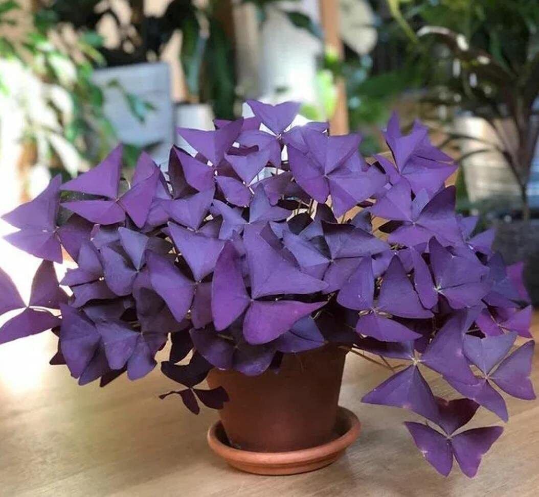 10 Bulbs Oxalis Triangularis Bulbs for Planting Purple Shamrocks