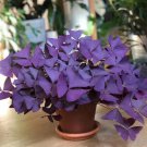 10 Bulbs Oxalis Triangularis Bulbs for Planting Purple Shamrocks