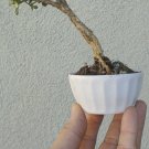 Japanese Boxwood Bonsai Dwarf Mame Mini Buxus Flower