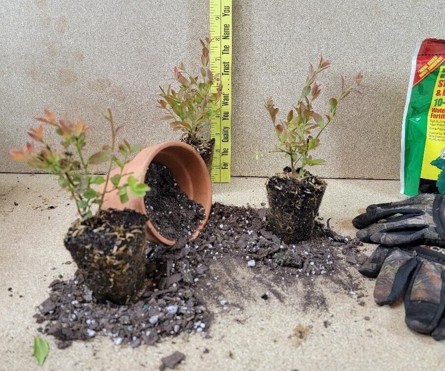 ( 1 ) - Top Hat Dwarf Blueberry - Starter Plant ( LG ) ( 1 plant )