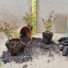 ( 1 ) - Top Hat Dwarf Blueberry - Starter Plant ( LG ) ( 1 plant )