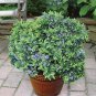 ( 1 ) - Top Hat Dwarf Blueberry - Starter Plant ( LG ) ( 1 plant )