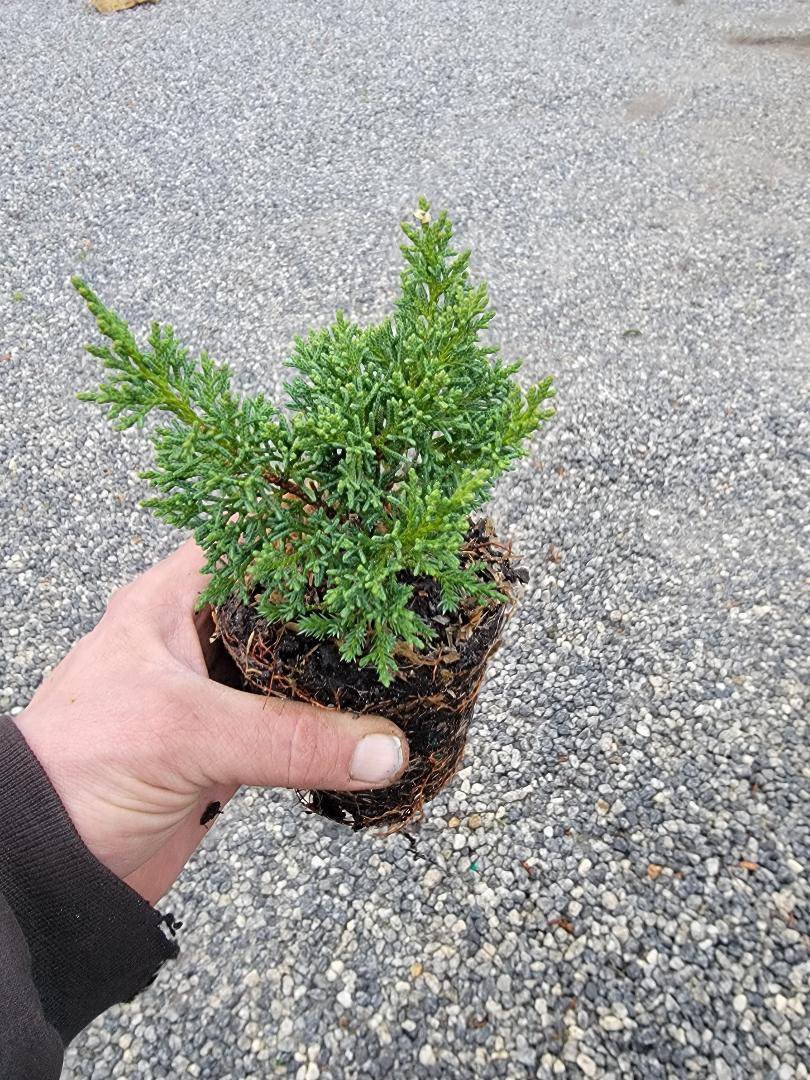 ( 1 ) - Shimpaku Dwarf Chinese Juniper - Starter Plant ( 4in ) ( 1 live plant )