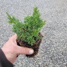 ( 1 ) - Shimpaku Dwarf Chinese Juniper - Starter Plant ( 4in ) ( 1 live plant )