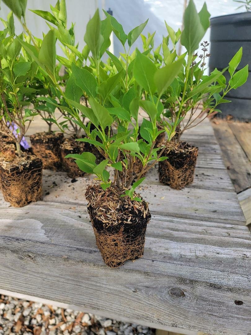 Miss Kim Manchurian Lilac - Starter Plant ( XL ) ( 1 plant )
