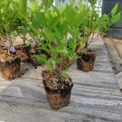 Miss Kim Manchurian Lilac - Starter Plant ( XL ) ( 1 plant )