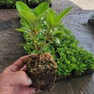 ( 1 ) - Neon Rhododendron - Starter Plant ( XL ) ( 1 live plant )