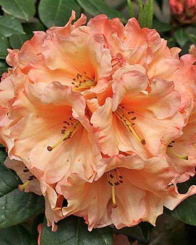 ( 1 ) - Wild Ginger Rhododendron - Starter Plant ( XL ) ( 1 live plant )