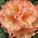 ( 1 ) - Wild Ginger Rhododendron - Starter Plant ( XL ) ( 1 live plant )