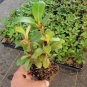 ( 1 ) - Wild Ginger Rhododendron - Starter Plant ( XL ) ( 1 live plant )