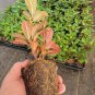( 1 ) - Wild Ginger Rhododendron - Starter Plant ( XL ) ( 1 live plant )