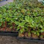 ( 1 ) - Wild Ginger Rhododendron - Starter Plant ( XL ) ( 1 live plant )