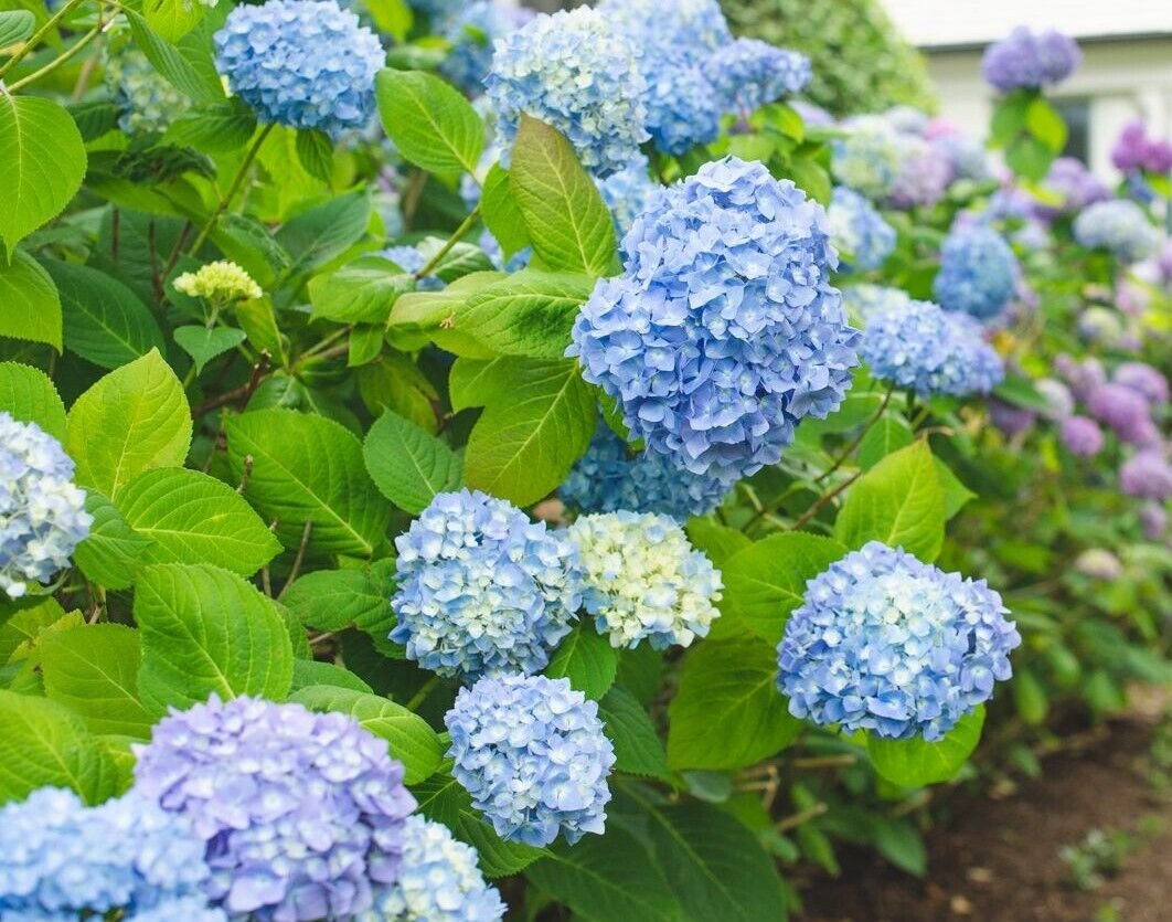 ( 1 ) - All Summer Beauty Hydrangea - Starter Plant ( XL ) ( 1 live plant )