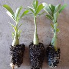 Bundle of 3Adenium Obesum/Desert Rose Plant. 4-6 inch height.