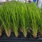 ( 1 ) - Pink Pampas Grass - Starter Plants ( ME ) ( 1 plant )