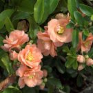Cameo Flowering Quince - Starter Plant ( M ) ( 1 plant )