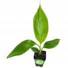 Sweetheart Banana - Musa - Live Plant