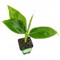 Tropicana Banana (Super Dwarf Cavendish) - Musa - Live Plant