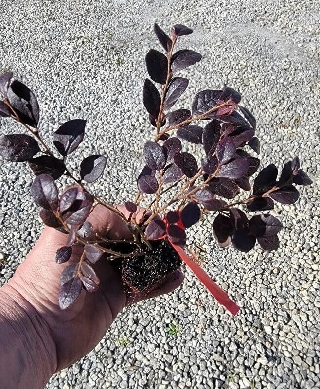 ( 1 ) - Daruma Dwarf Loropetalum - Starter Plug ( M ) ( 1 live Plant )