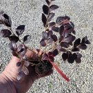 ( 1 ) - Daruma Dwarf Loropetalum - Starter Plug ( M ) ( 1 live Plant )