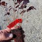 ( 1 ) - Daruma Dwarf Loropetalum - Starter Plug ( M ) ( 1 live Plant )