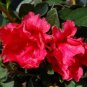 ( 1 ) - Red Ruffle Azalea - Starter Plant ( M )( 1 live plant )
