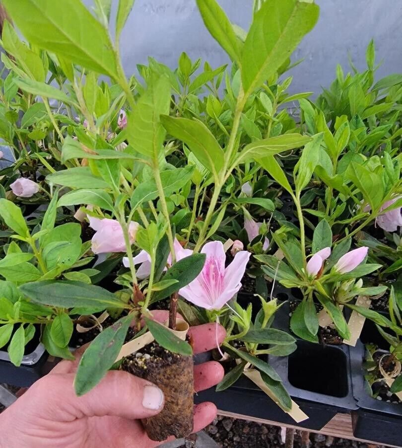 ( 1 ) - George Tabor Azalea - Starter Plant ( M )( 1 live plant )