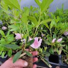 ( 1 ) - George Tabor Azalea - Starter Plant ( M )( 1 live plant )