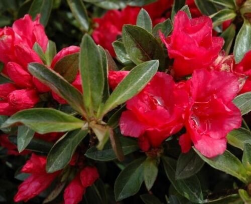 ( 1 ) - Hershey Red Azalea - Starter Plant ( M )( 1 live plant )