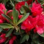( 1 ) - Hershey Red Azalea - Starter Plant ( M )( 1 live plant )