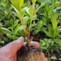 ( 1 ) - Hershey Red Azalea - Starter Plant ( M )( 1 live plant )