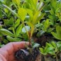 ( 1 ) - Hershey Red Azalea - Starter Plant ( M )( 1 live plant )