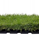 72 plugs Zoysia Sod Plugs | Extra Large 3"" x 3"" Plugs | Drought, Salt & Shade Tolerant