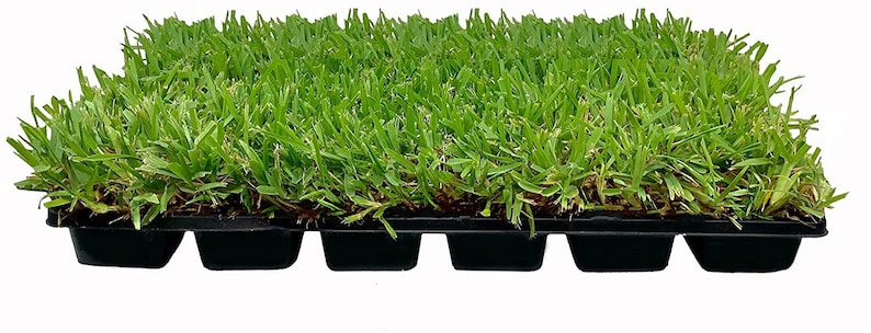 BASQUEStore | 3 plugs St. Augustine Palmetto | Live Extra Large Grass Plugs | Drought, Salt & Shade