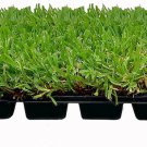 6 plugs St. Augustine Palmetto | Live Extra Large Grass Plugs | Drought, Salt & Shade