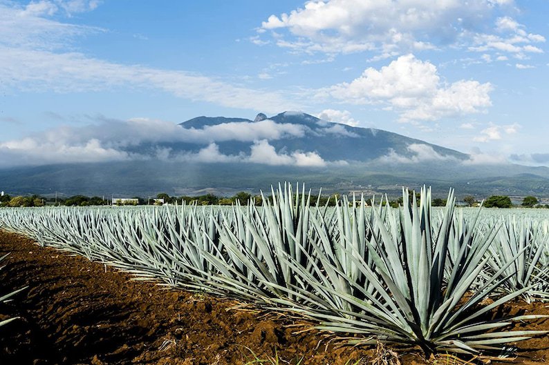 Medium Size Plant - Agave Tequilana | Live Plants | Blue Weber Tequila Succulent