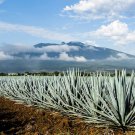 Large Size Plant Agave Tequilana | Live Plants | Blue Weber Tequila Succulent